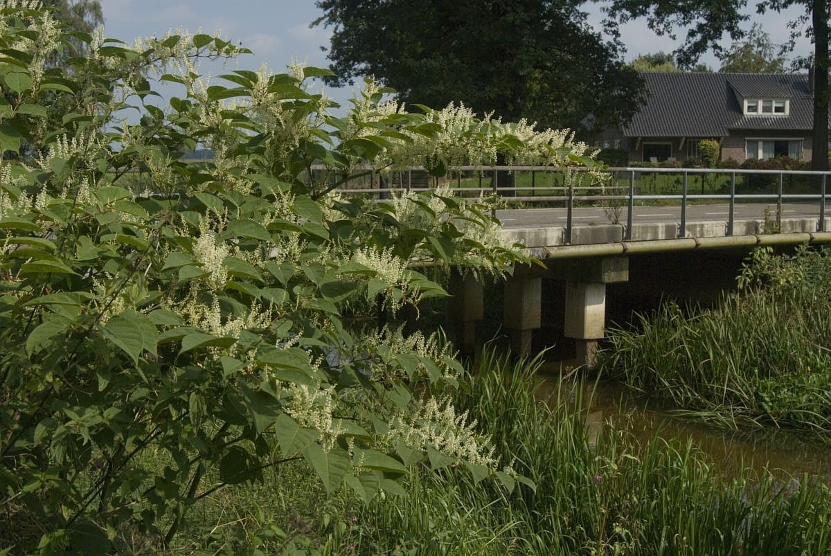 Jan van der Straaten